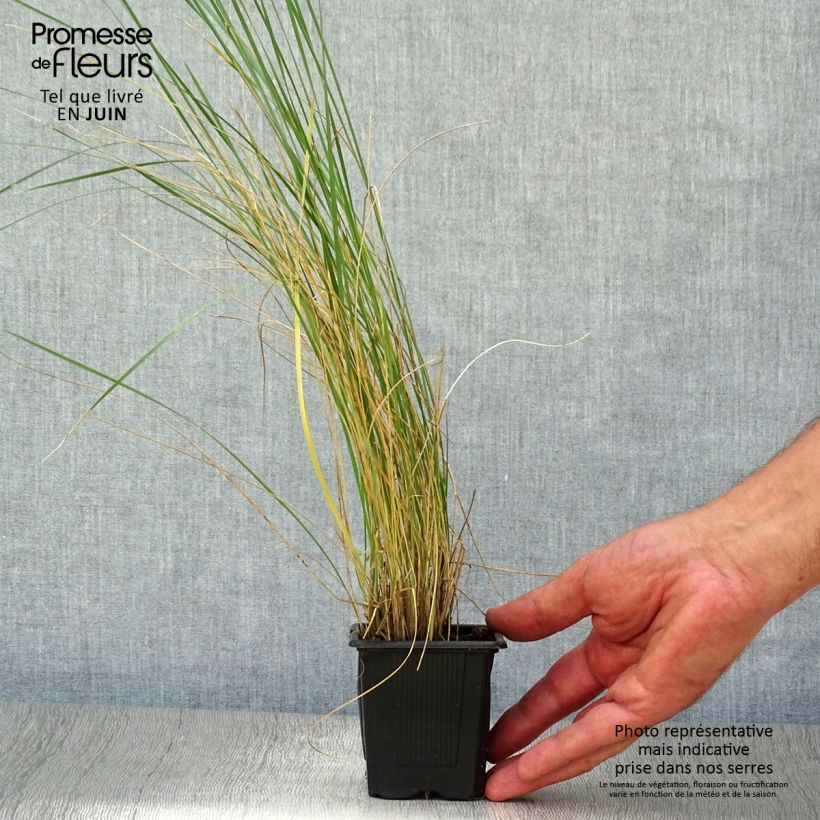 Esimerkki kesällä toimitetusta Jättihöyhenheinä - Stipa gigantea Taimiruukku 8/9 cm-taimesta