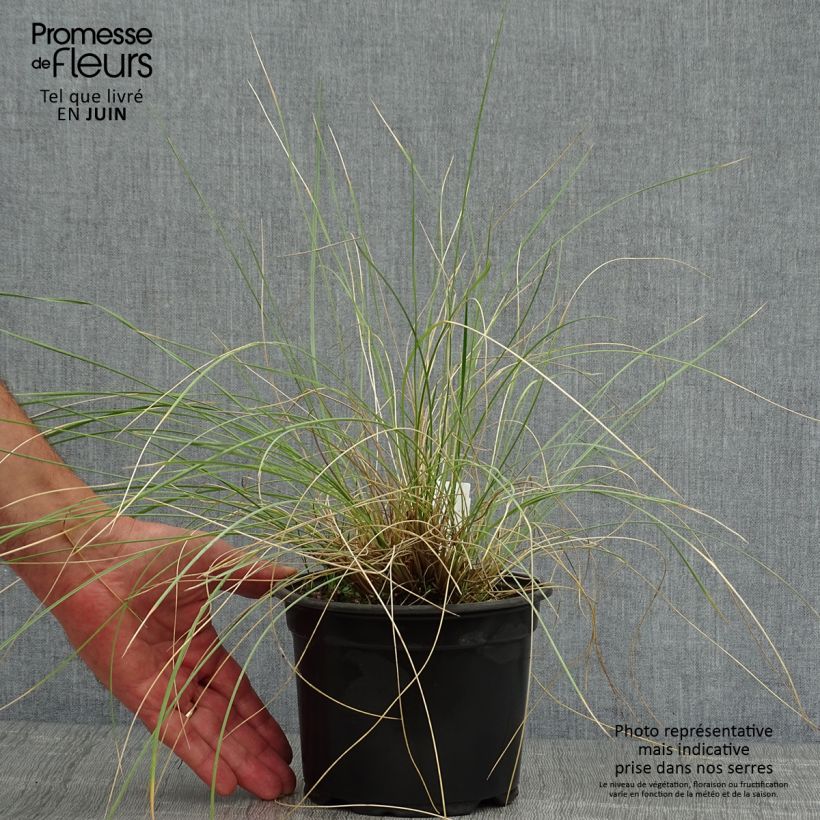 Esimerkki kesällä toimitetusta Jättihöyhenheinä - Stipa gigantea Ruukku 2L / 3L-taimesta