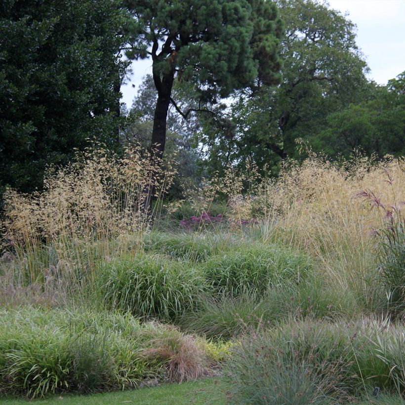 Jättihöyhenheinä - Stipa gigantea (Kasvutapa)