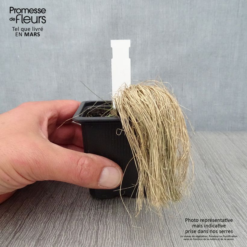 Esimerkki keväällä toimitetusta Höyhenheinä - Stipa ichu Godet de 7/8 cm-taimesta