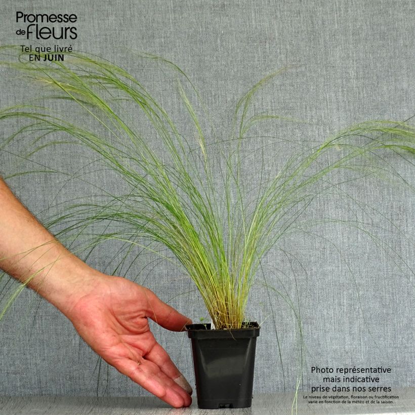 Esimerkki kesällä toimitetusta Unkarinhöyhenheinä - Stipa pennata Taimiruukku 8/9 cm-taimesta