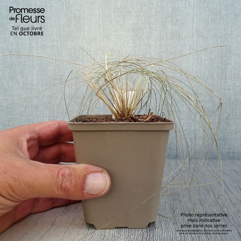 Esimerkki syksyllä toimitetusta Höyhenheinä - Stipa pulcherrima 8/9 cm taimiruukku-taimesta