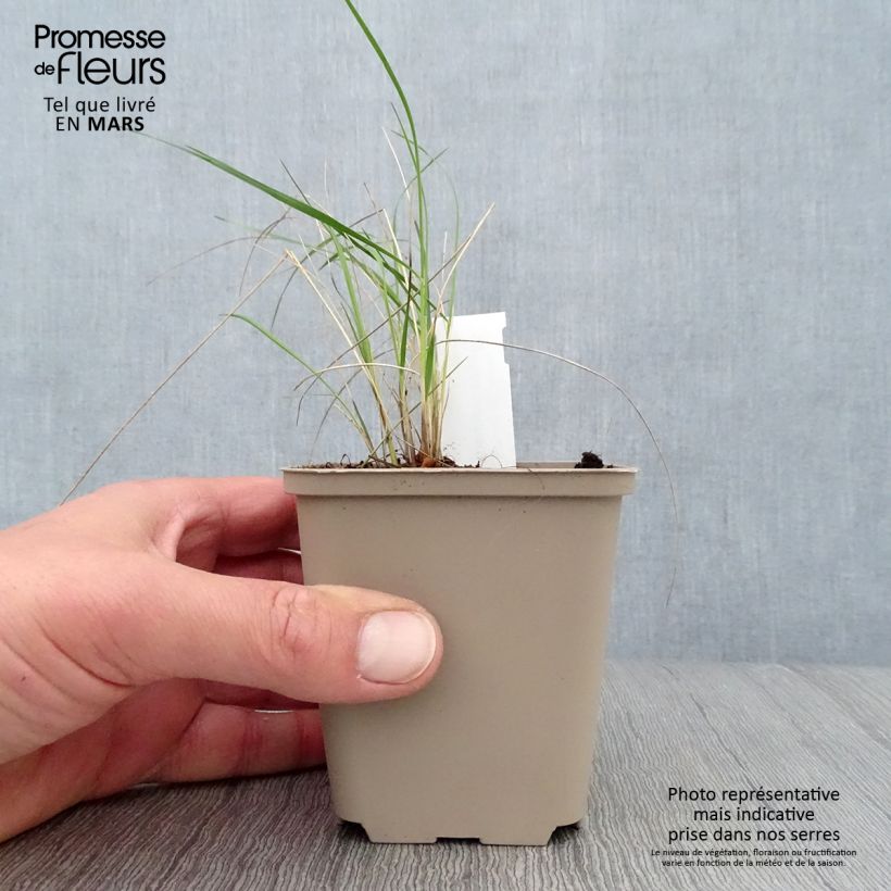 Esimerkki keväällä toimitetusta Höyhenheinä - Stipa pulcherrima Godet de 8/9 cm-taimesta