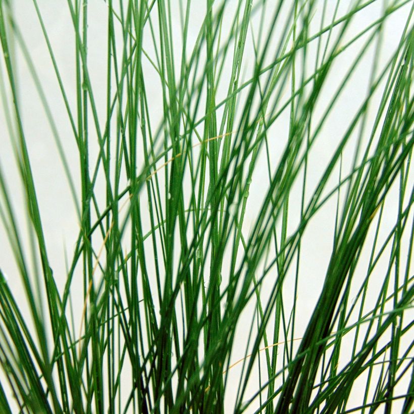 Höyhenheinä - Stipa tenuifolia (Lehvistö)