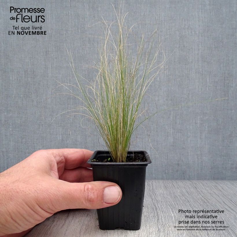 Esimerkki syksyllä toimitetusta Höyhenheinä - Stipa tenuifolia 7/8 cm taimiruukku-taimesta