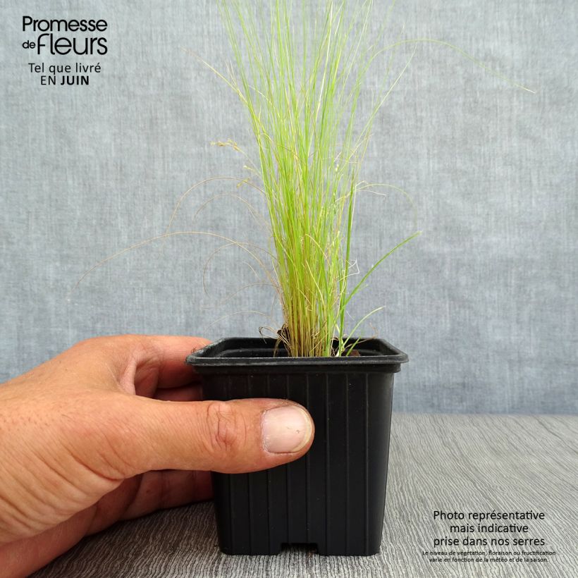 Esimerkki kesällä toimitetusta Höyhenheinä - Stipa tenuifolia Taimiruukku 7/8 cm-taimesta