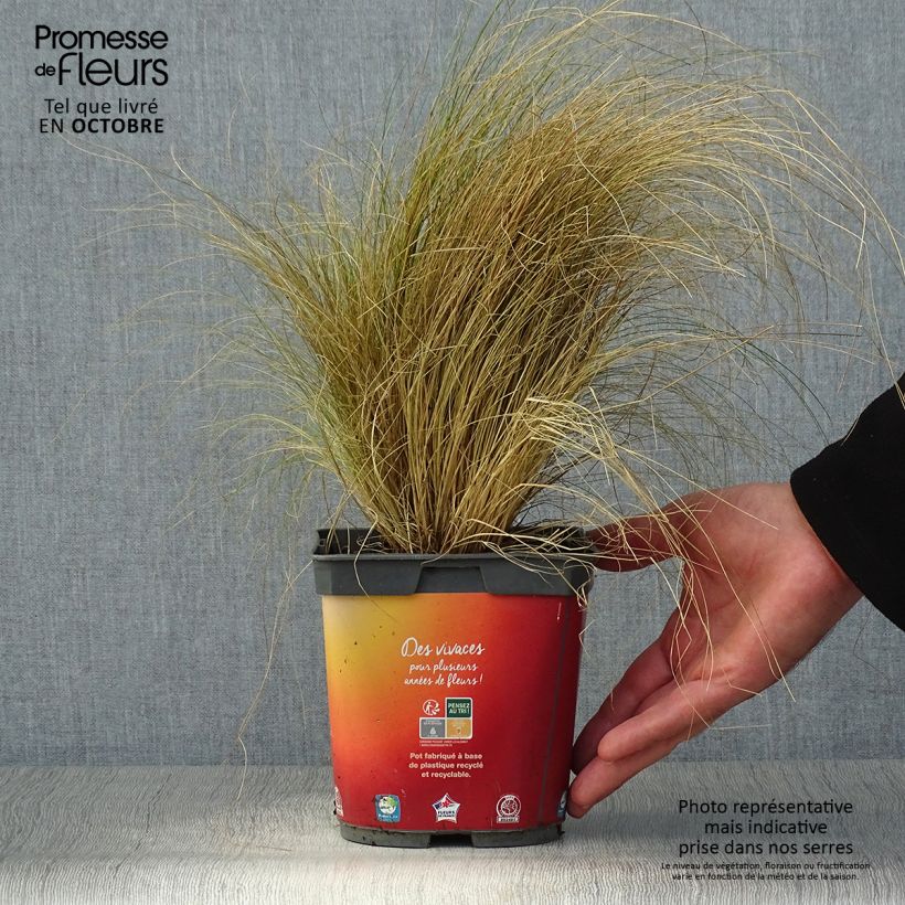 Esimerkki syksyllä toimitetusta Höyhenheinä - Stipa tenuifolia 2 litran/3 litran ruukku-taimesta