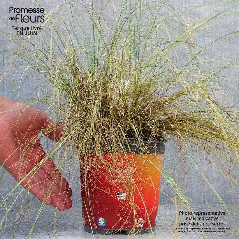 Esimerkki kesällä toimitetusta Höyhenheinä - Stipa tenuifolia Ruukku 2L / 3L-taimesta