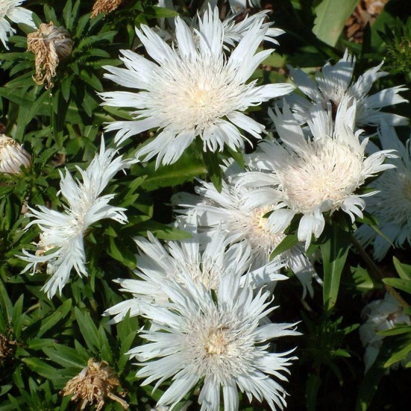 Sinikki Alba (Kukinta)