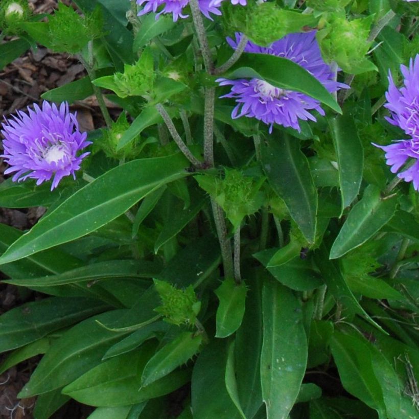 Sinikki Blue Star (Lehvistö)