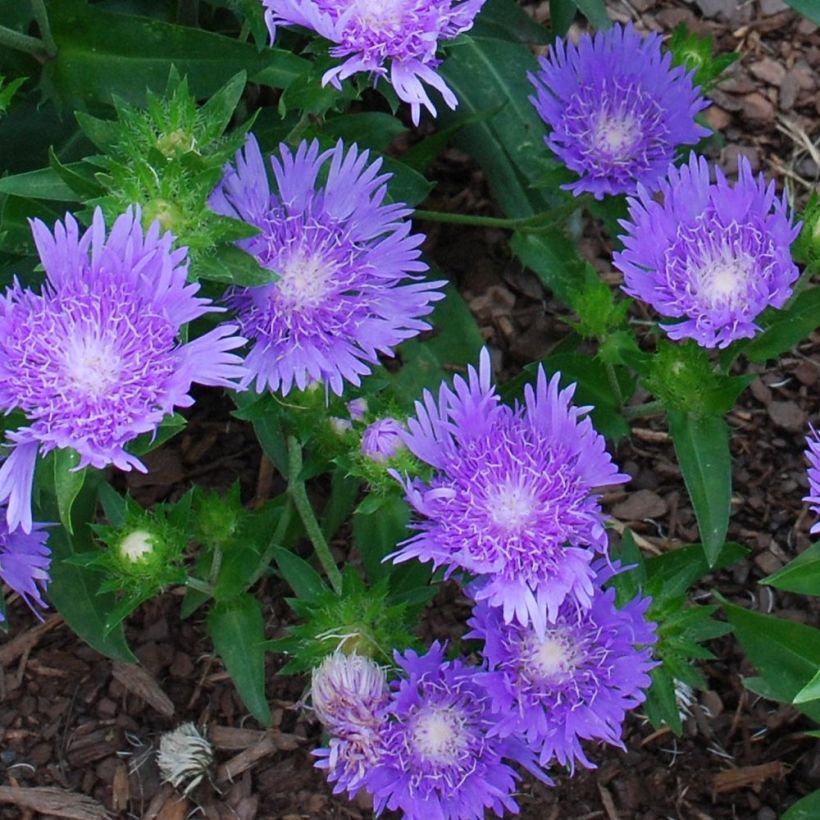 Sinikki Blue Star (Kukinta)