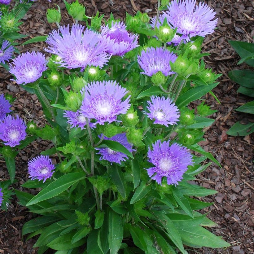 Sinikki Blue Star (Kasvutapa)