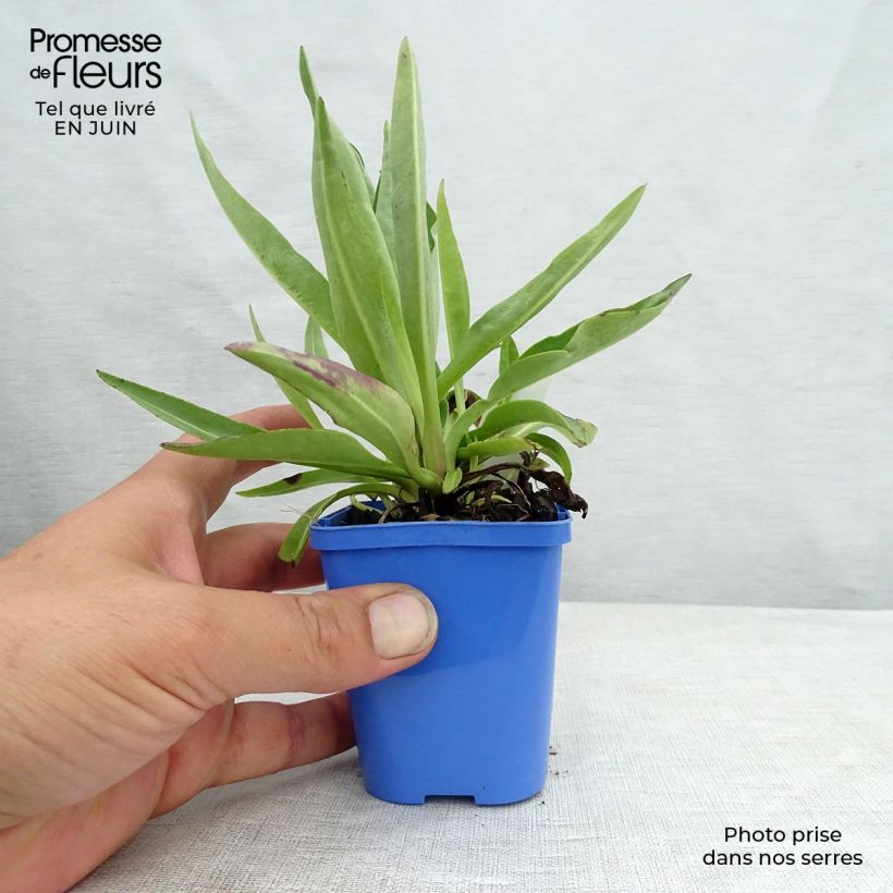 Esimerkki kesällä toimitetusta Sinikki Blue Star Taimiruukku 8/9 cm-taimesta