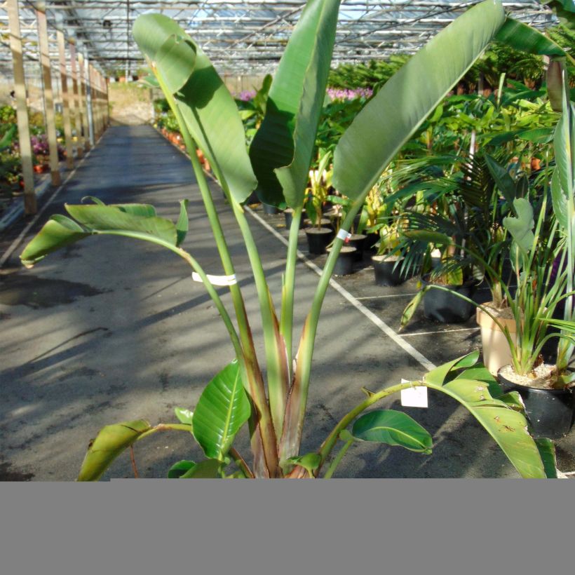 Kolibrikukka - Strelitzia augusta (Kasvutapa)