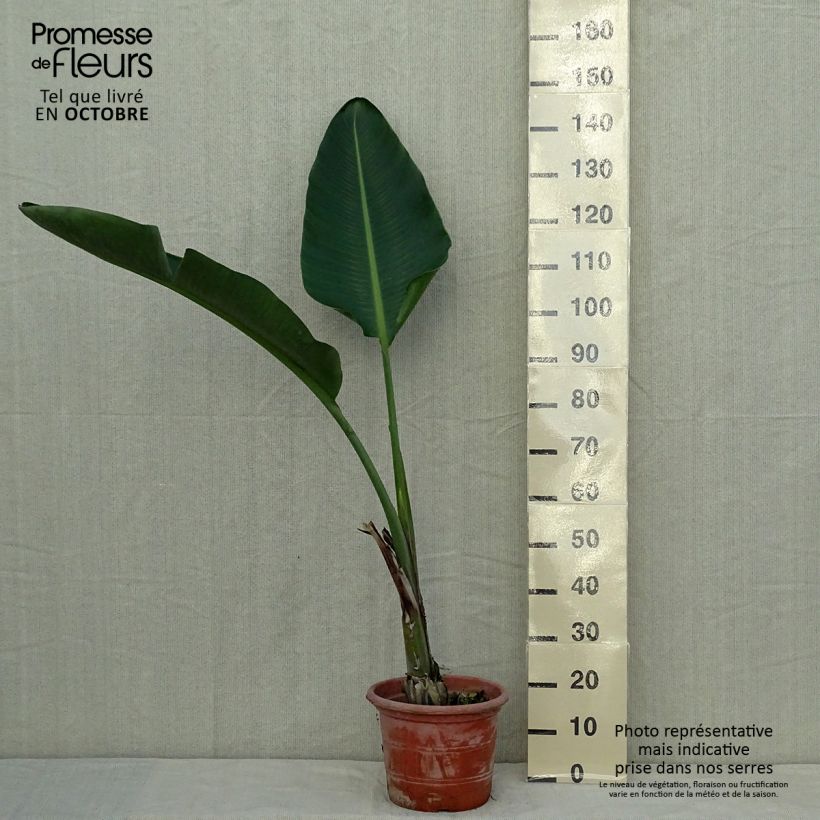 Esimerkki syksyllä toimitetusta Kolibrikukka - Strelitzia augusta 6 litran/7 litran ruukku-taimesta