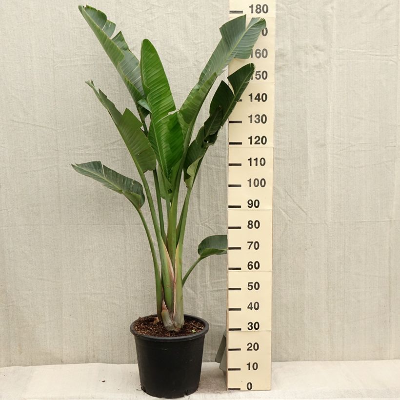 Esimerkki keväällä toimitetusta Kolibrikukka - Strelitzia augusta Pot de 6L/7L-taimesta