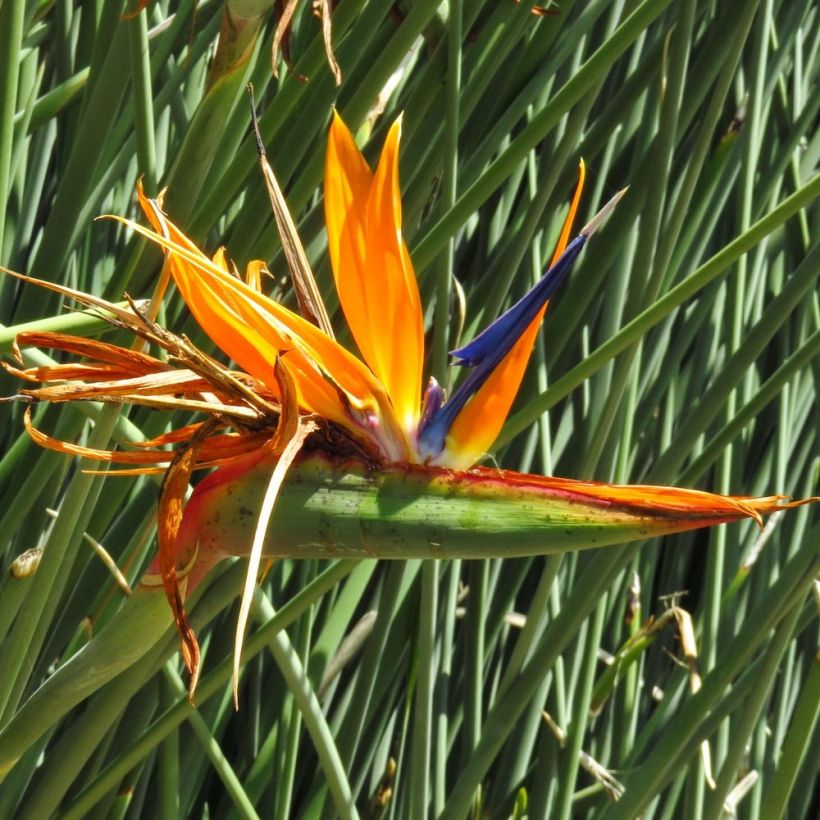 Kolibrikukka - Strelitzia juncea (Kukinta)