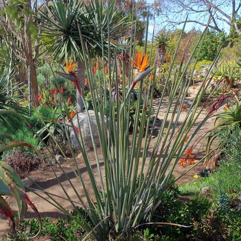 Kolibrikukka - Strelitzia juncea (Kasvutapa)