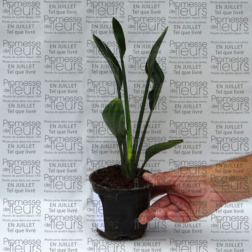 Esimerkki kesällä toimitetusta Kolibrikukka - Strelitzia juncea Pot de 12 cm / 13 cm-taimesta