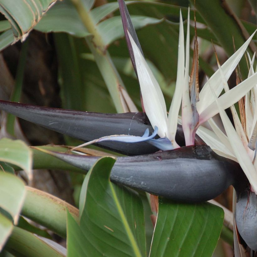 Valkokolibrikukka - Strelitzia nicolai (Kukinta)