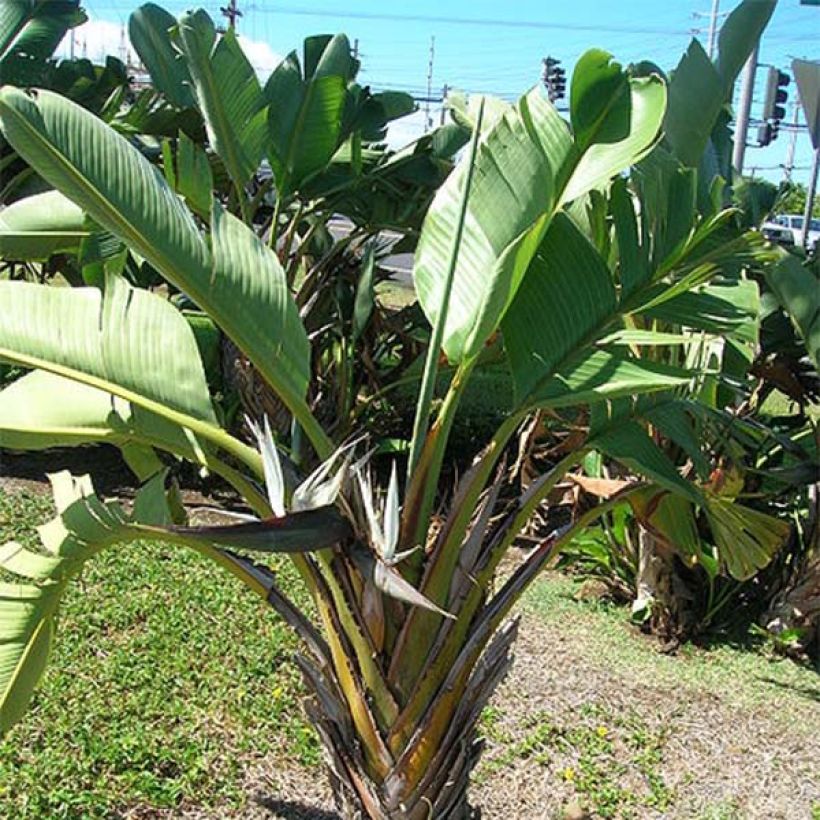 Valkokolibrikukka - Strelitzia nicolai (Kasvutapa)