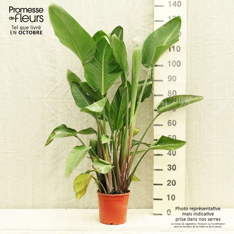 Esimerkki syksyllä toimitetusta Valkokolibrikukka - Strelitzia nicolai 2 litran/3 litran ruukku-taimesta