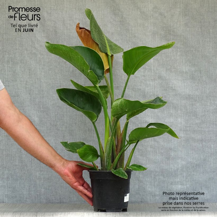Esimerkki kesällä toimitetusta Valkokolibrikukka - Strelitzia nicolai Ruukku 2L / 3L-taimesta
