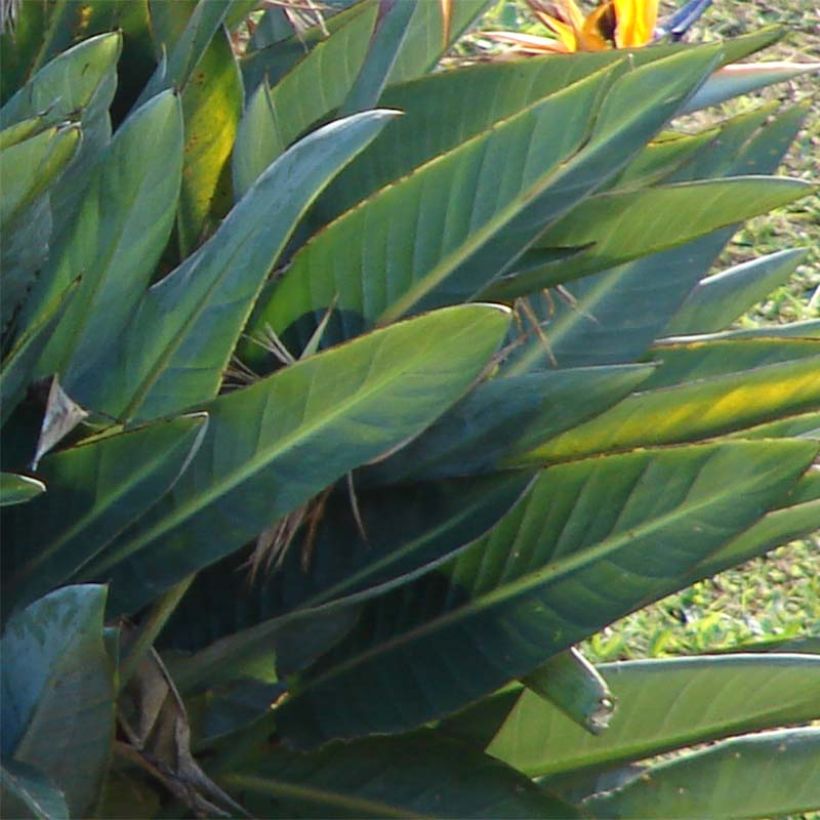 Helokolibrikukka - Strelitzia reginae (Lehvistö)