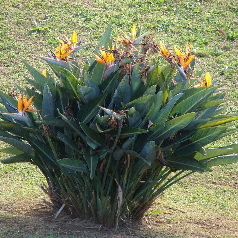Helokolibrikukka - Strelitzia reginae (Kasvutapa)