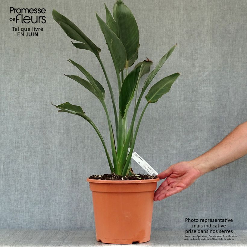 Esimerkki kesällä toimitetusta Helokolibrikukka - Strelitzia reginae Ruukku 2L / 3L-taimesta