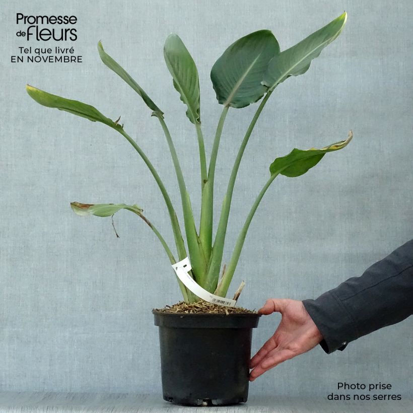 Esimerkki syksyllä toimitetusta Helokolibrikukka - Strelitzia reginae 2 litran/3 litran ruukku-taimesta