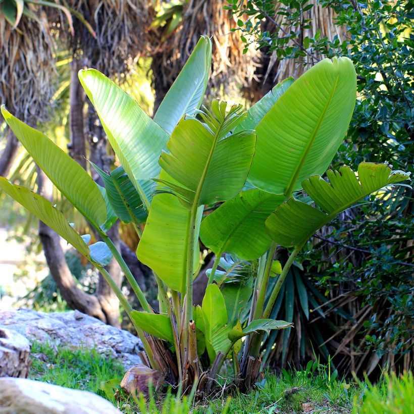 Valkokolibrikukka (siemenet) - Strelitzia nicolai (Kasvutapa)