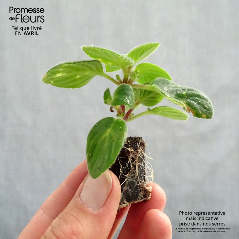 Esimerkki keväällä toimitetusta Pikkusoilikki Purple Minipaakku Ø 3/4 cm-taimesta