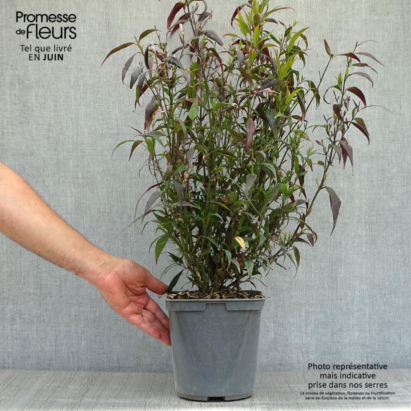 Esimerkki kesällä toimitetusta Strobilanthes anisophylla Brunetthy Pot de 3L/4L-taimesta