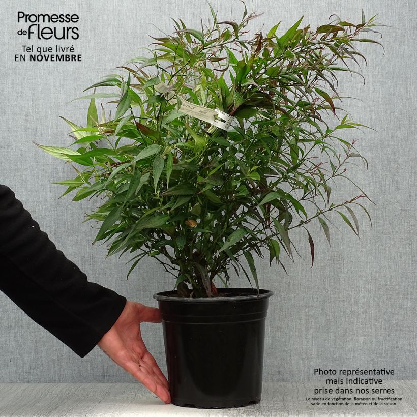 Esimerkki syksyllä toimitetusta Strobilanthes anisophylla Brunetthy 3 litran/4 litran ruukku-taimesta