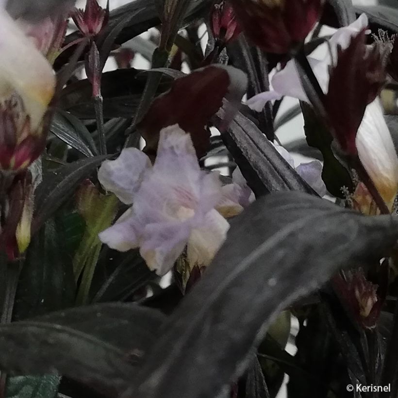 Strobilanthes anisophylla Brunetthy (Kukinta)