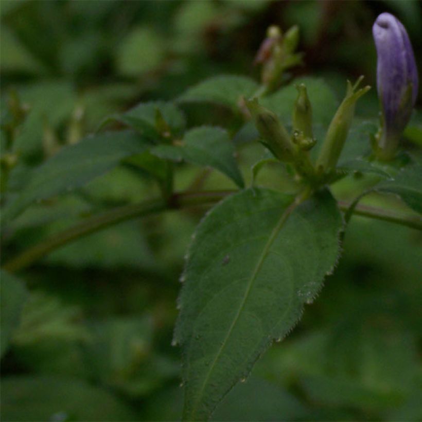 Strobilanthes attenuata (Lehvistö)