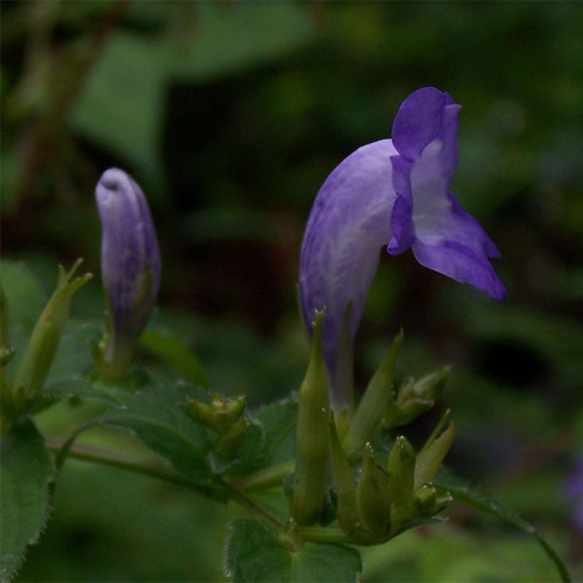Strobilanthes attenuata (Kukinta)