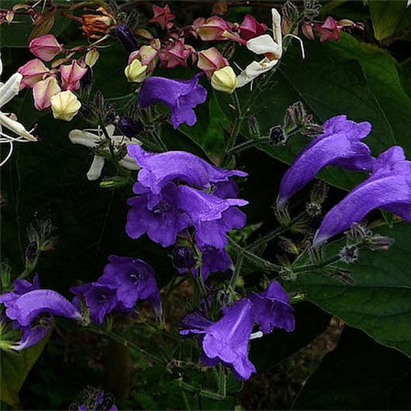 Strobilanthes attenuata Blue Carpet (Kukinta)