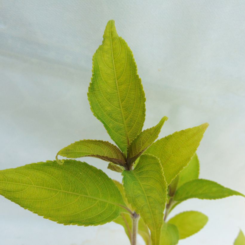 Strobilanthes penstemonoides (Lehvistö)