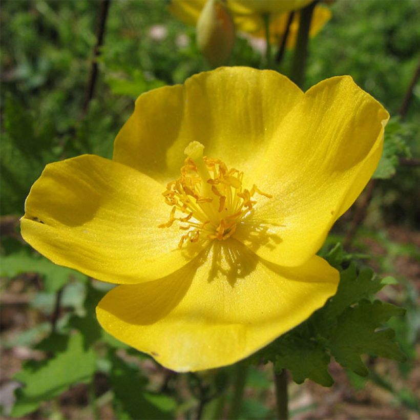 Stylophorum lasiocarpum (Kukinta)