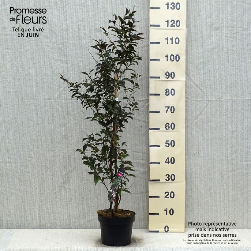 Esimerkki kesällä toimitetusta Japaninstoraksi Evening Light Pot de 3L/4L-taimesta