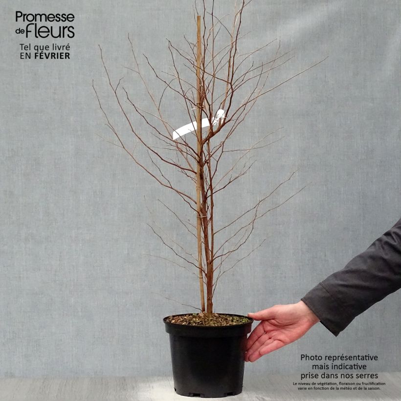 Esimerkki talvella toimitetusta Japaninstoraksi Fargesii Pot de 4L/5L-taimesta