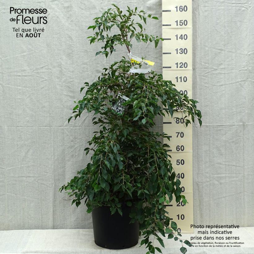 Esimerkki kesällä toimitetusta Japaninstoraksi Fragrant Fountain Ruukku 30L / 35L-taimesta