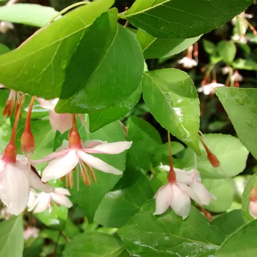 Japaninstoraksi Pink Chimes (Lehvistö)