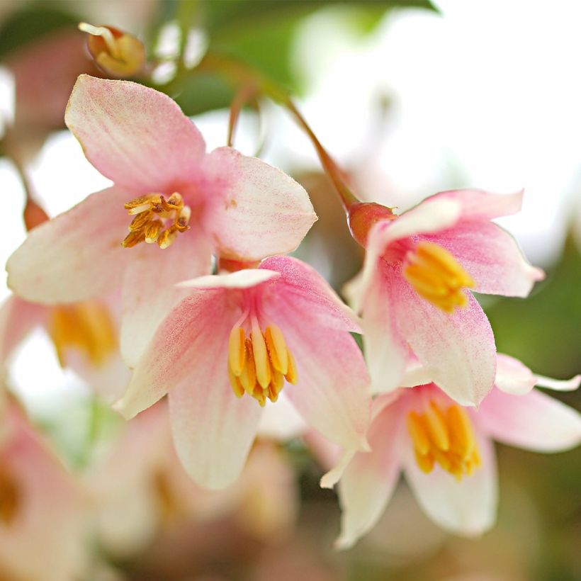 Japaninstoraksi Pink Chimes (Kukinta)