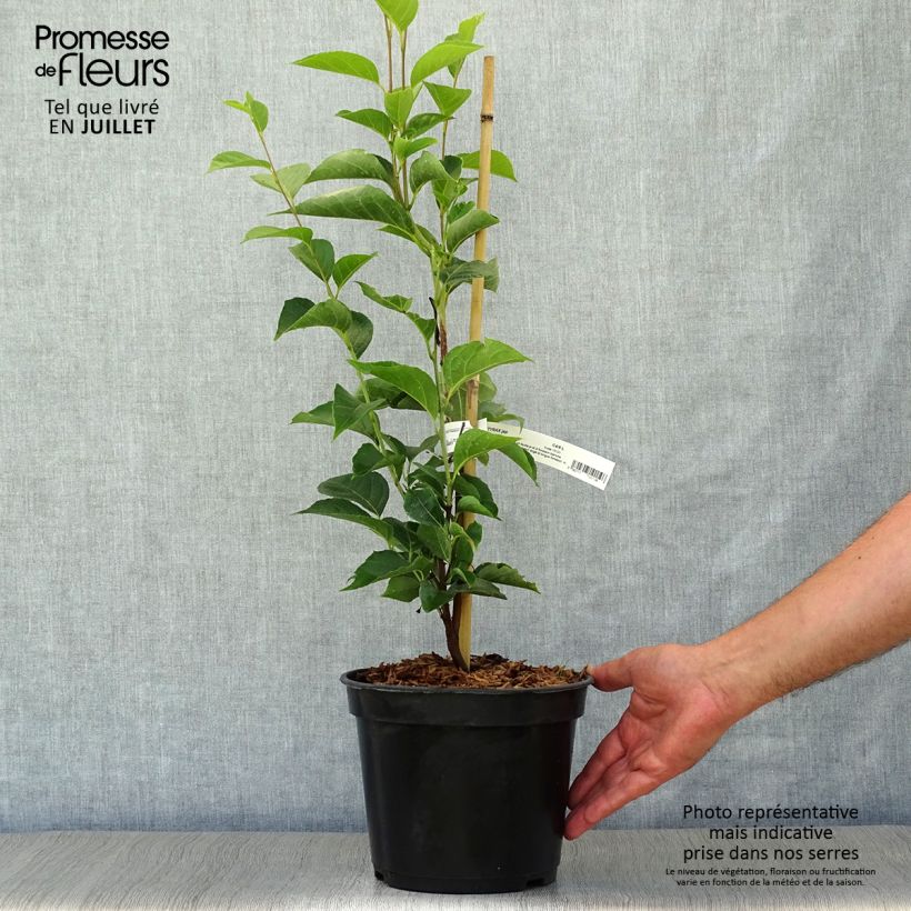 Esimerkki kesällä toimitetusta Japaninstoraksi June snow Pot de 3L/4L-taimesta