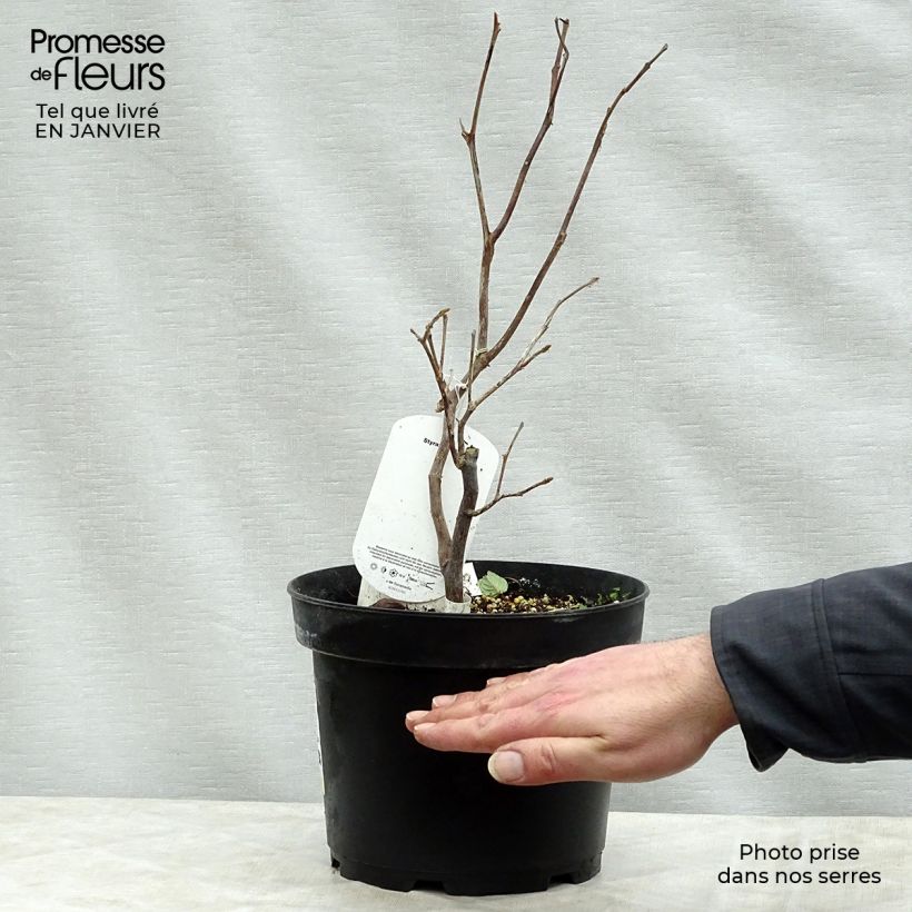 Esimerkki talvella toimitetusta Tuoksustoraksi - Styrax obassia 2 litran/3 litran ruukku-taimesta
