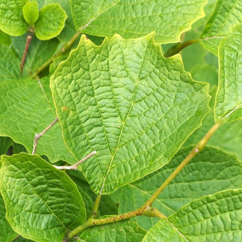 Storaksi - Styrax shiraiana (Lehvistö)