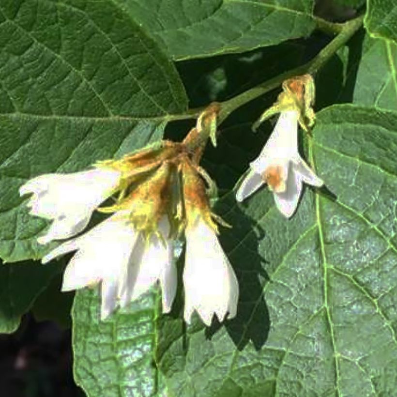 Storaksi - Styrax shiraiana (Kukinta)